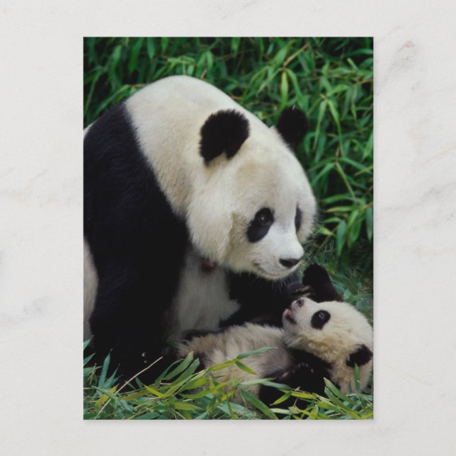 Postal Madre panda y cría en el arbusto de bambú, Wolong (Anverso)