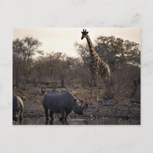 Postal Madre rinoceronte y rinoceronte joven en un lugar 