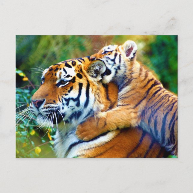 Postal Madre Tigre con pepino de bebé trepando y oreja mo (Anverso)