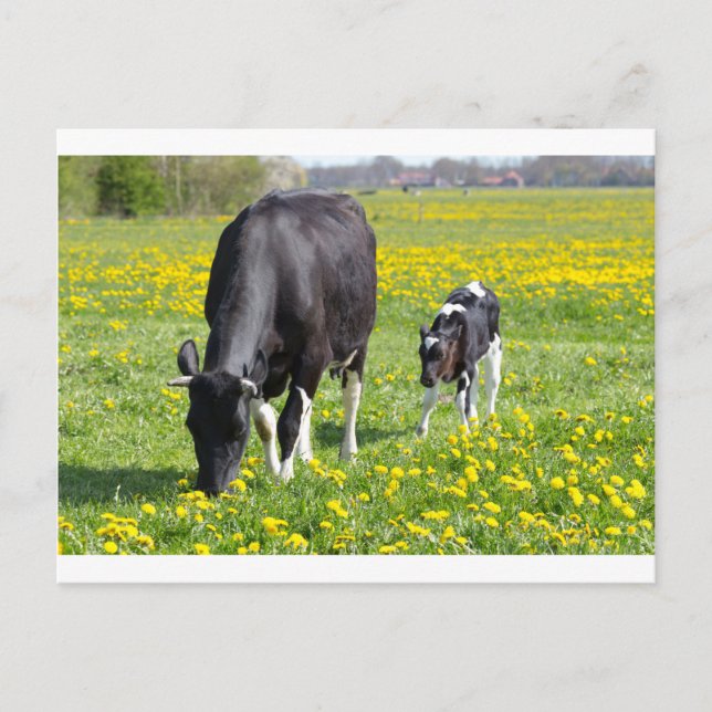 Postal Madre vaca y ternera en pradera con flores amarill (Anverso)