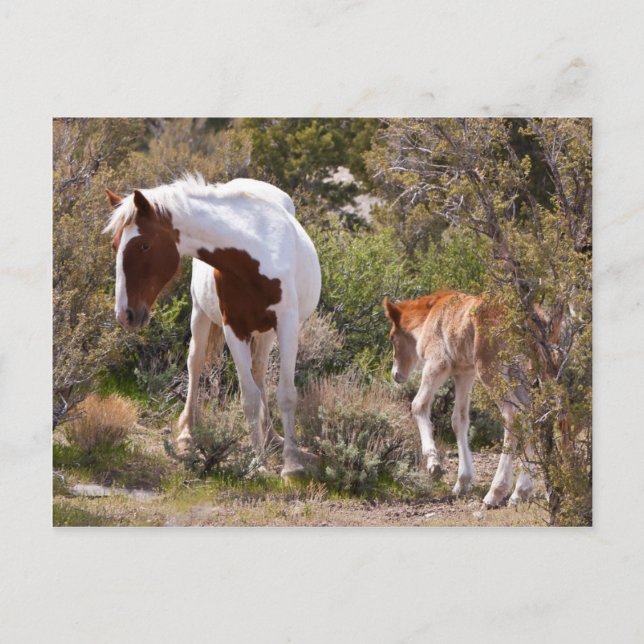 Postal Madre vigilante (Anverso)