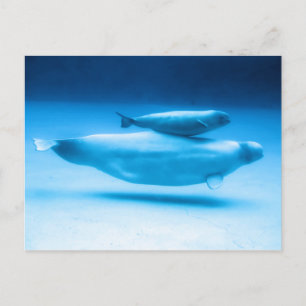 Postal Madre y bebé de Beluga