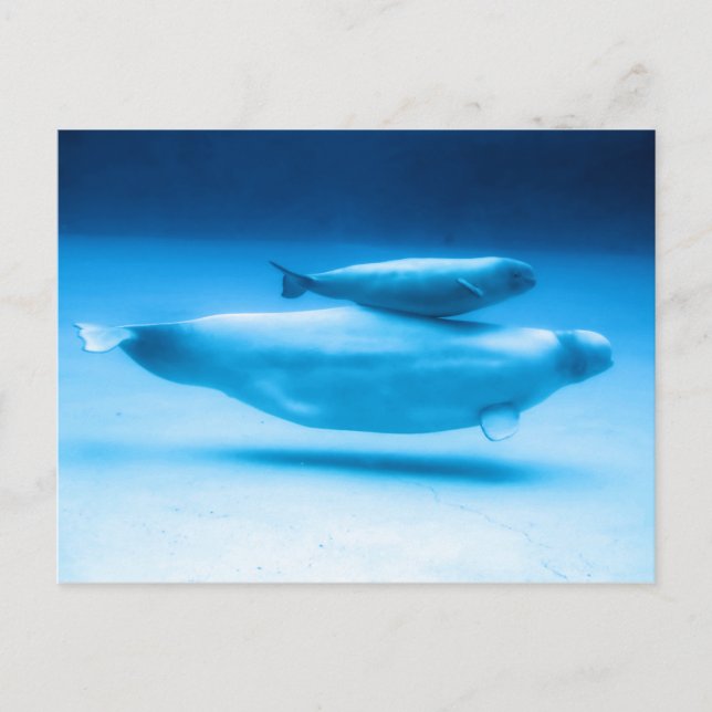 Postal Madre y bebé de Beluga (Anverso)