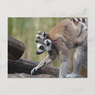 Postal Madre Y Bebé De Lemur De Canto