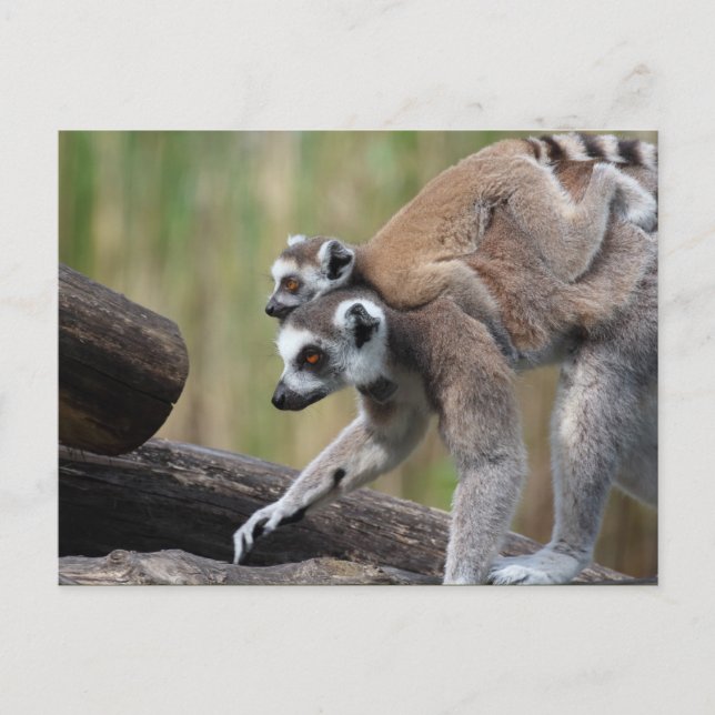Postal Madre Y Bebé De Lemur De Canto (Anverso)
