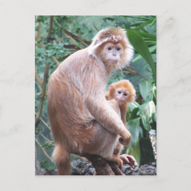 Postal Madre y bebé del mono del Langur (Anverso)