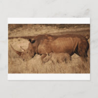 Madre y bebé rinocerontes africanos