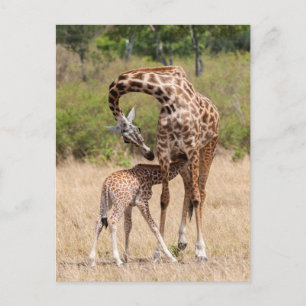 Postal Madre y cría de jirafa en Kenia