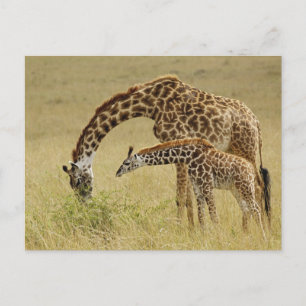 Postal Madre y cría de jirafa Masai, Giraffa