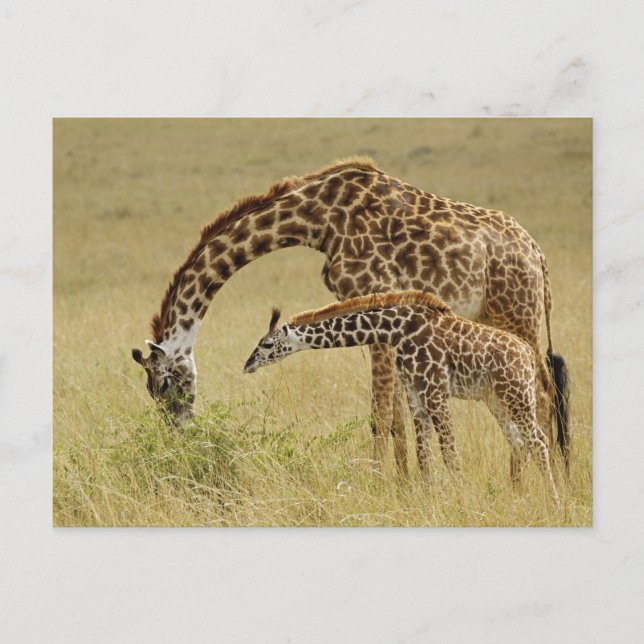 Postal Madre y cría de jirafa Masai, Giraffa (Anverso)