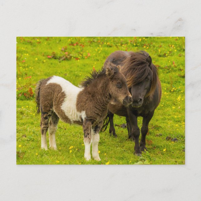 Postal Madre y cría de pony de Shetland (Anverso)