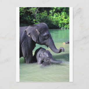 Postal Madre y elefante bebé en el río