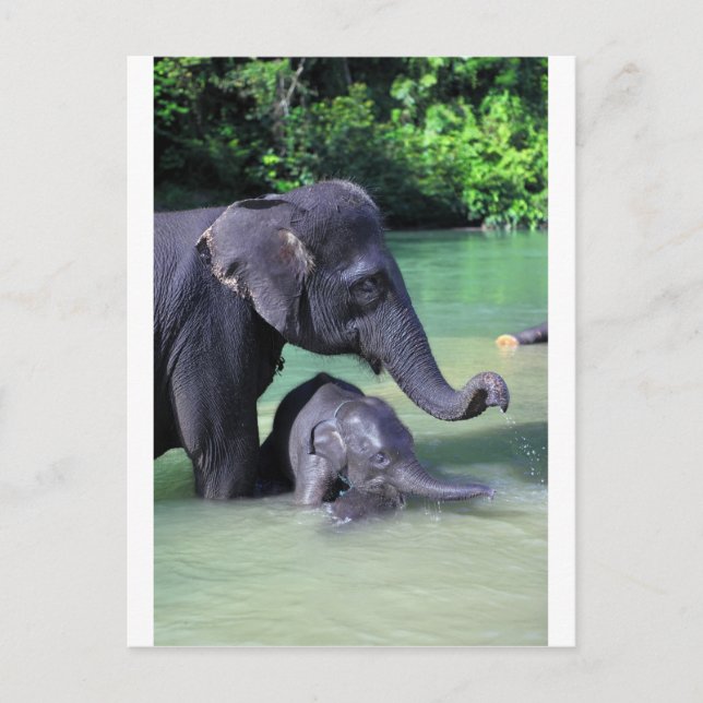 Postal Madre y elefante bebé en el río (Anverso)
