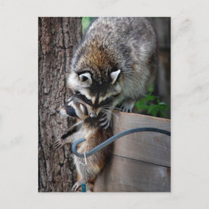 Postal Madre y kit del mapache 3