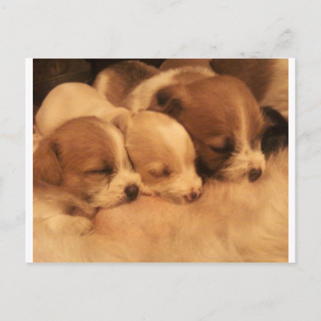 Postal madres (Anverso)