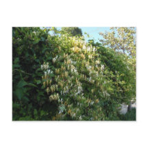 Madreselva En Una Pared