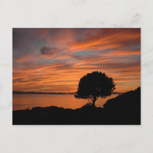 Postal Madrone Sunset