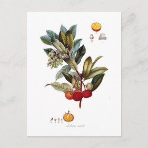 Postal Madroño (Arbutus unedo)