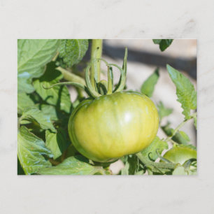 Postal maduración de tomates en un huerto
