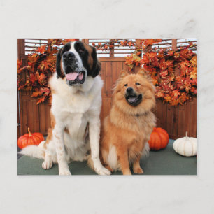 Postal Mae - St Bernard y Cinny - Chow Chow Photo-4