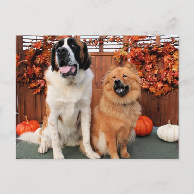 Postal Mae - St Bernard y Cinny - Chow Chow Photo-4 (Anverso)