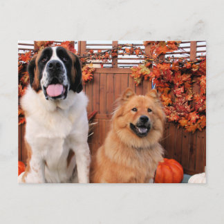 Postal Mae St Bernard y Cinny Chow Photo-11