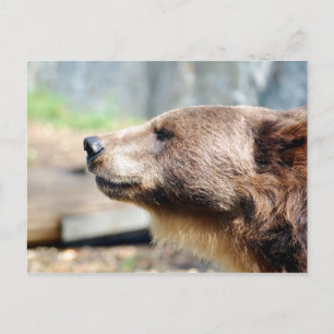 Postal Maestro Bruin