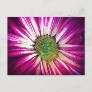 Postal Magenta Daisy Postcard