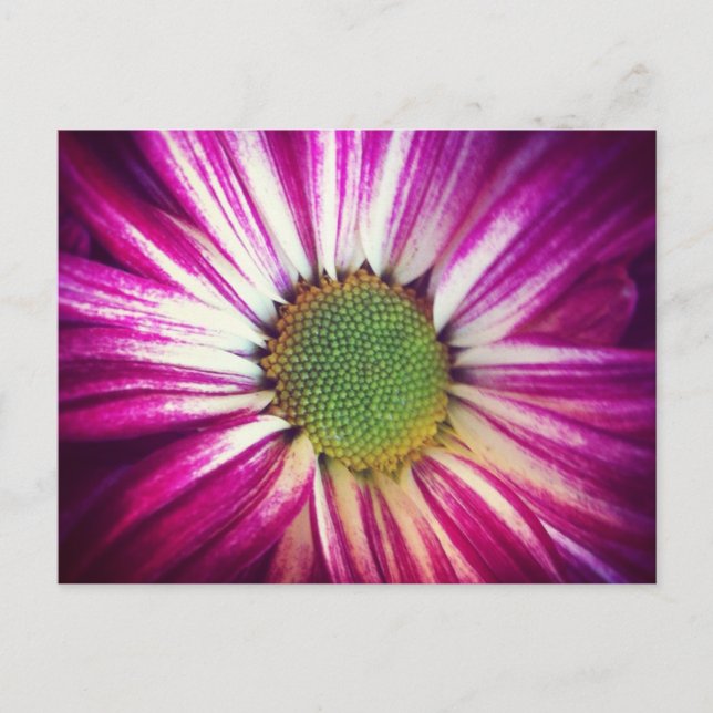 Postal Magenta Daisy Postcard (Anverso)