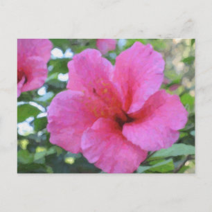 Postal Magenta Hibiscus Postcard