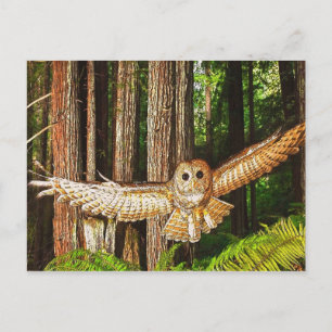 Postal ¡Magia de vuelo!