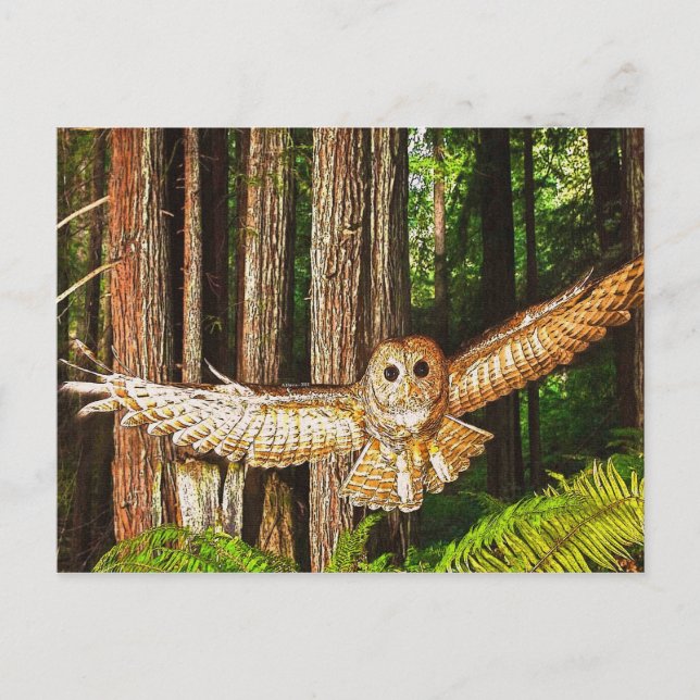 Postal ¡Magia de vuelo! (Anverso)