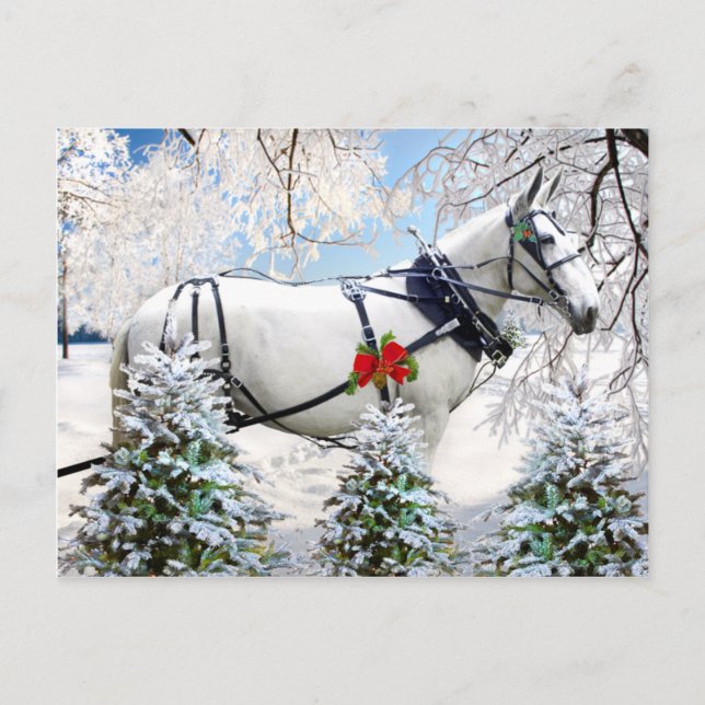 Postal "Mágica en el arnés" (Anverso)