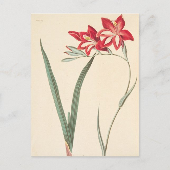 Postal Magnífica Bandera De Maíz (Anverso)