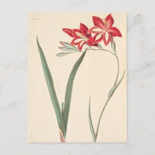 Postal Magnífica Bandera De Maíz