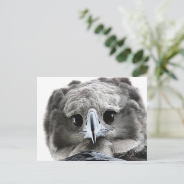 Postal "Magnificent Harpy Eagle" (Anverso de pie)