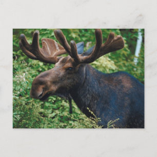 Postal Magnificient Moose