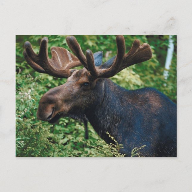 Postal Magnificient Moose (Anverso)
