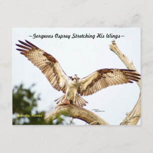 Postal Magnífico halcón de Osprey Florida Postcard