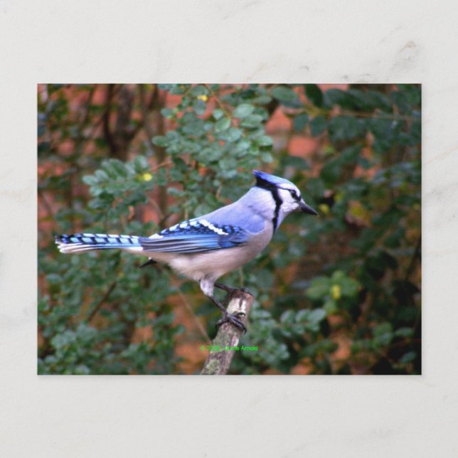 Postal Magnífico Jay Azul (Anverso)