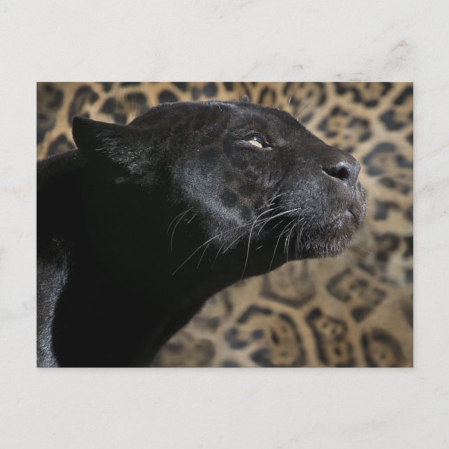 Postal Magnífico leopardo negro (Anverso)