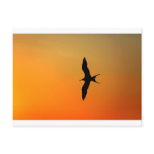 Magnífico pájaro fragata volador naranja puesta de