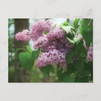 Postal magnífico ramo lilac