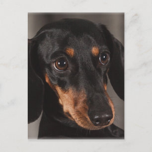 Postal Magnífico retrato de dachshund