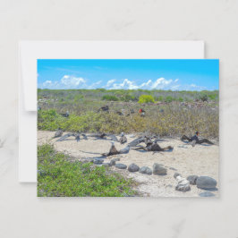 Postal Magníficos Frigatebirds Secando Sus Alas