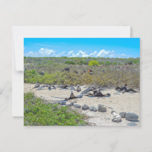 Postal Magníficos Frigatebirds Secando Sus Alas