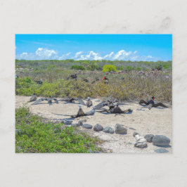 Postal Magníficos Frigatebirds Secando Sus Alas
