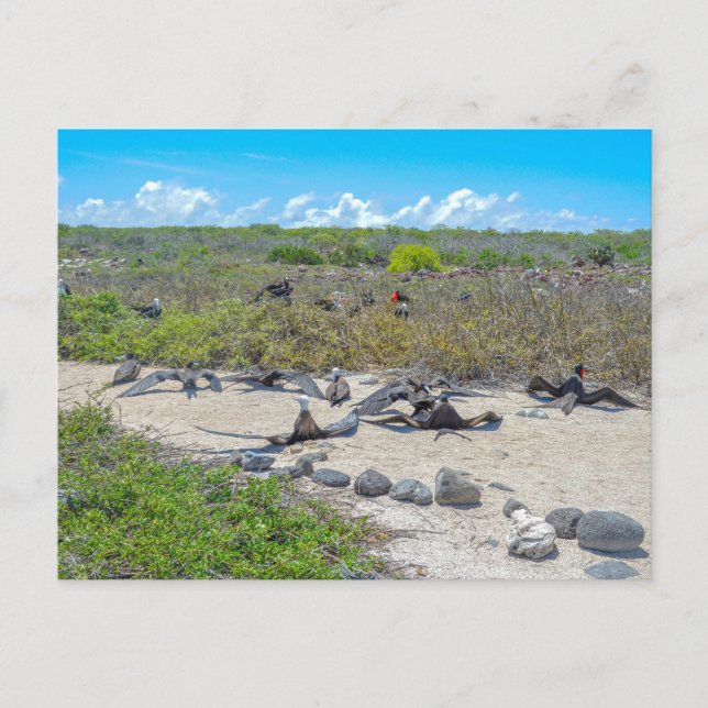 Postal Magníficos Frigatebirds Secando Sus Alas (Anverso)