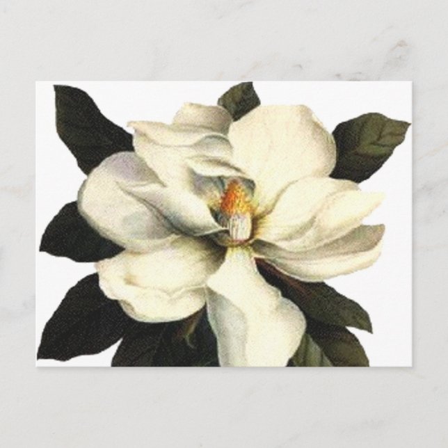 Postal Magnolia (Anverso)