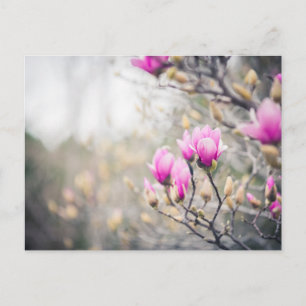 Postal Magnolia